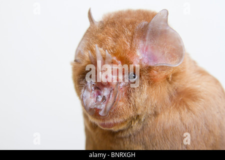 Afrikanische trident bat (Triaenops Afer) Kopf, an der Küste Kenias. Stockfoto