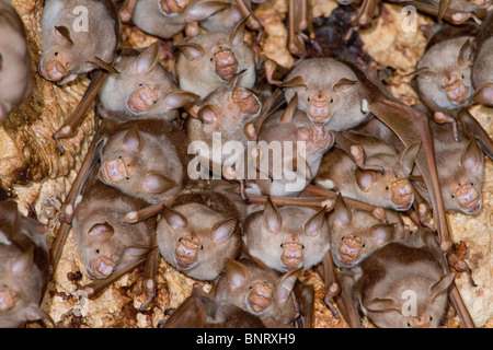 Eine Kolonie von gestreiften Fledermäusen mit Blattnasen (Hipposideros oder Macronycteris vittatus [vittata]) an der Küste Kenias. Stockfoto