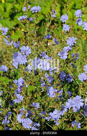 Chicorée (Cichorium Intybus) Stockfoto