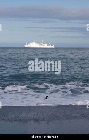Ein Königspinguin (Aptenodytes Patagonicus) an Land kommen auf South Georgia Island mit dem Schiff Akademik Sergey Vavilov hinter Stockfoto