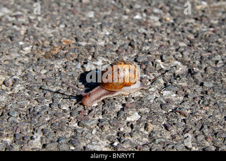 Einer einzigen gemeinsamen Garten Schnecke (Helix Aspersa) auf eine asphaltierte Straße, Puncknowle, Dorset, UK. Stockfoto