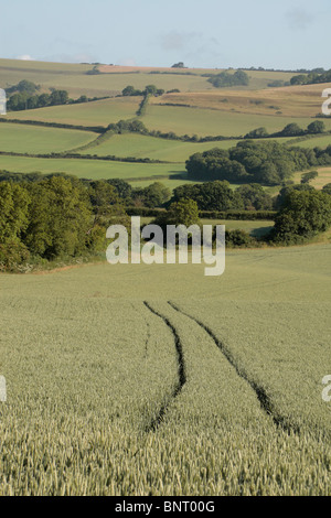 Blick entlang der Traktorspuren in einem Weizenfeld am Rande des Puncknowle, Dorset, UK. Stockfoto