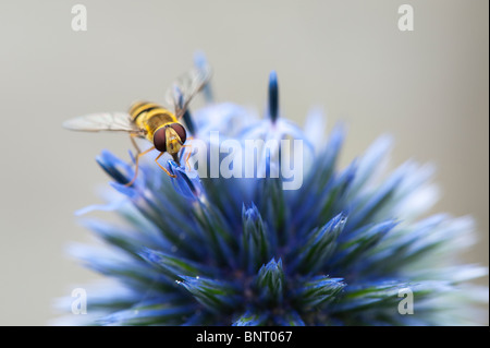 Hoverfly auf eine Echinops Ritro 'Veitchs"(Globe Thistle) Blume Stockfoto