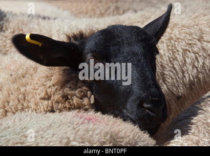 Schwarze konfrontiert Schafe am Markt mit tagged Ohr Abergavenny Wales UK Stockfoto