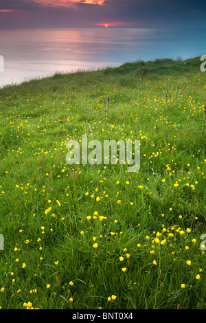 Wildblumen bei Tagesanbruch auf der Insel Runde an der West Küste von Norwegen. Stockfoto