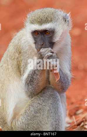 Vervet Affe (Chlorocebus pygerythrus) beim Essen, Tsavo East National Park, Kenia. Stockfoto