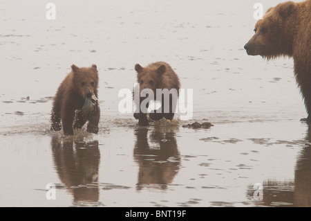 Stock Foto von einem Eisbären spielen halten Sie Weg mit einem Lachs bei Ebbe. Stockfoto