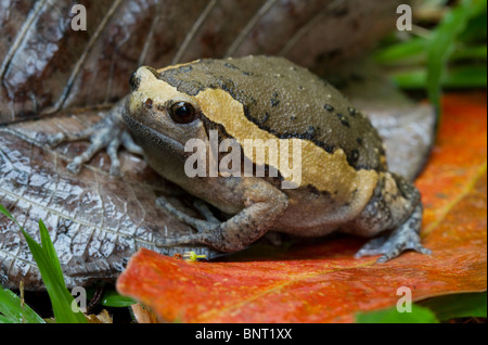 ASIATISCHE gemalt oder GEBÄNDERT BULLFROG (Kaloula Pulchra) Krabi, Thailand. Stockfoto