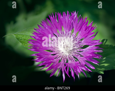 Lila Kornblume (Centaurea Dealbata Steenbergii) Stockfoto