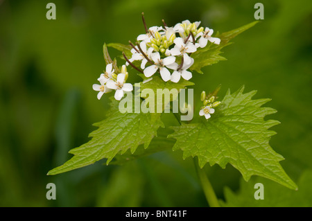 Absicherung von Knoblauch, Jack durch die Hecke, Knoblauchsrauke (Alliaria Petiolata), Blüte. Stockfoto