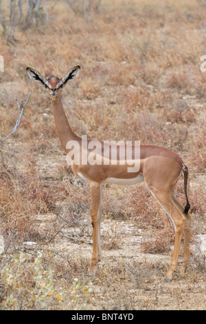 Gerenuk (Litocranius walleri), Tsavo East National Park, Kenia. Stockfoto