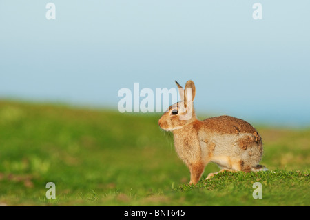Europäischen Kaninchen (Oryctolagus Cuniculus), Kent, England, Sommer. Stockfoto