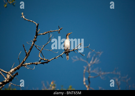 Neotropic Cormorant, Phalacrocorax brasilianus, in einem Baum neben Rio Moge in der Provinz Darien, Republik Panama. Stockfoto