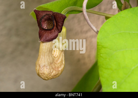 Chinesische Aristolochia, Guan Mu Tong (Aristolochia Manshuriensis), Blume. Stockfoto