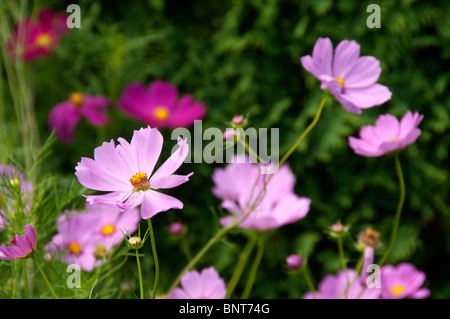 Mexikanische Aster, Cosmos bipinnatus Stockfoto