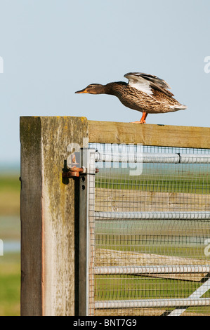 Stockente Anas Platyrhynchos, Weiblich, kräuseln Federn, stehend auf Tor, Kent, England, UK. Stockfoto