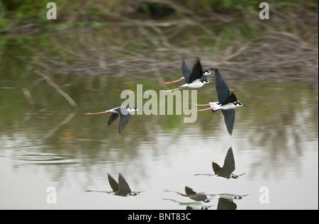 Schwarzhalsstelzen, Himantopus mexicanus, über einem Teich in der Nähe von Aguadulce, Provinz Cocle, Republik Panama. Stockfoto