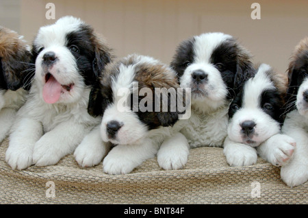 Bernhardiner Welpen: ein Rekord Wurf von 13 Welpen geboren in der Nähe von Eastbourne UK. Stockfoto