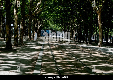 Straßenbahn läuft unter den Platanen auf der Esplanade des Quinconces, Bordeaux, Frankreich Stockfoto