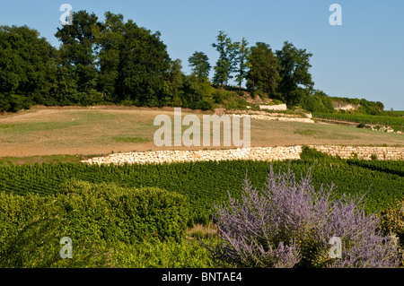 Weinberge und einem Busch von Lavendel, St Emilion, Region Bordeaux, Frankreich Stockfoto