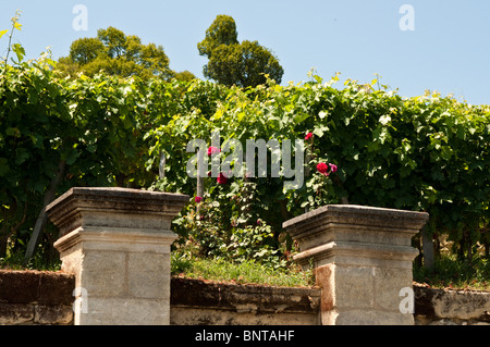 Weinberge mit einigen Rosen, St Emilon, Region Bordeaux, Frankreich Stockfoto