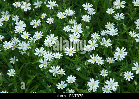 Stitchwort, Addersmeat, größere Stitchwort (Stellaria Holostea), blühend. Stockfoto