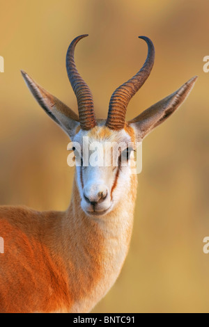 Close-up Portrait einen Springbock im frühen Morgenlicht; Antidorcas Marsupialis Stockfoto