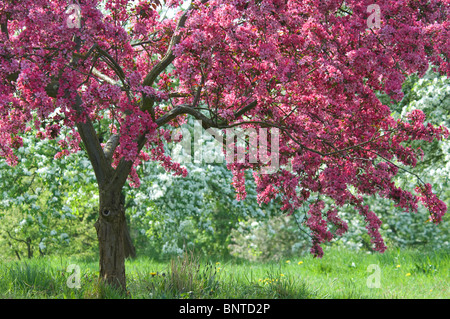 Lila-leaved Holzapfel (Malus X moerlandsii Liset). Blühende Bäume im RHS Garden Wisley, England. Stockfoto