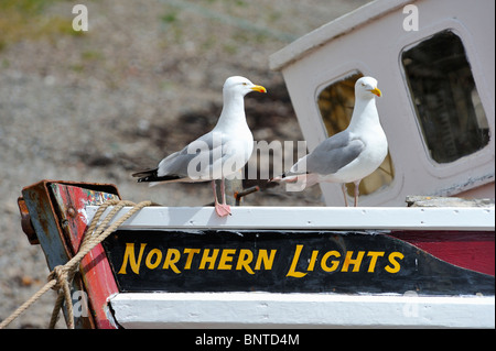 Zwei Silbermöwen hocken auf Fischtrawler "Northern Lights" im Hafen von Ullapool. Ullapool, Ross und Cromarty, Schottland, Großbritannien Stockfoto