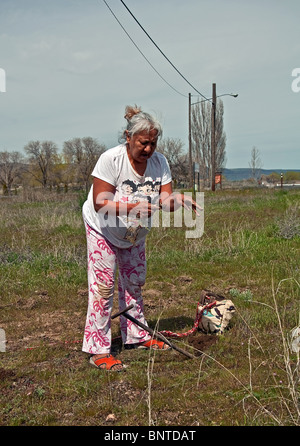 Dieses Foto ist eine ältere indianische Frau Graben für Camas (indische Süßkartoffeln) in traditioneller Weise mit einem hölzernen Stock. Stockfoto