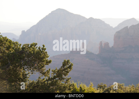 Sedona, Arizona, USA - Blick vom Schnebly Hill Road mit Fokus-Abstand und scharfen Wacholder Baum Vordergrund Stockfoto