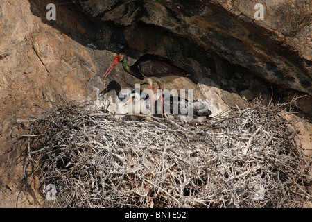 Schwarzstorch (Ciconia Nigra), Erwachsene mit Küken im Nest. Stockfoto