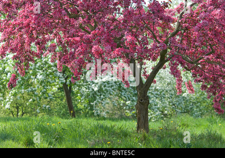 Lila-leaved Holzapfel (Malus X moerlandsii Liset). Blühende Bäume im RHS Garden Wisley, England. Stockfoto