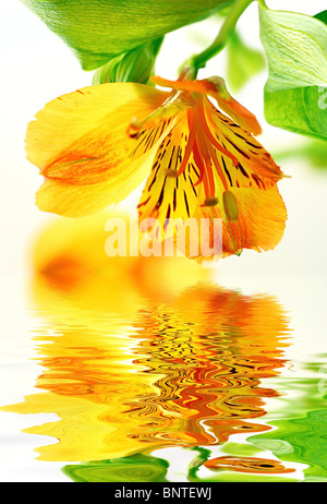 Frische gelbe Lilie in Wasser mit Reflexion Stockfoto