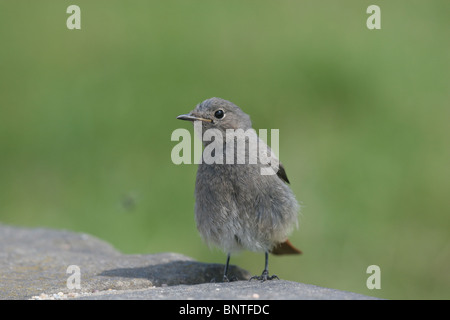 Haussperling Stockfoto