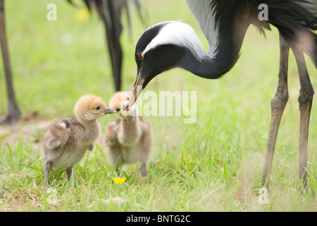 Demoiselle Kräne (Anthropoides Virgo). Die Eltern füttern Eintagsküken. Stockfoto