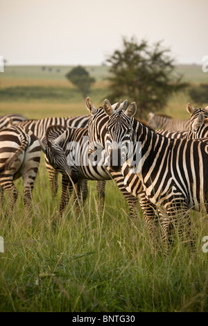 Zebra im Kidepo Valley Nationalpark, Uganda, Ostafrika Stockfoto