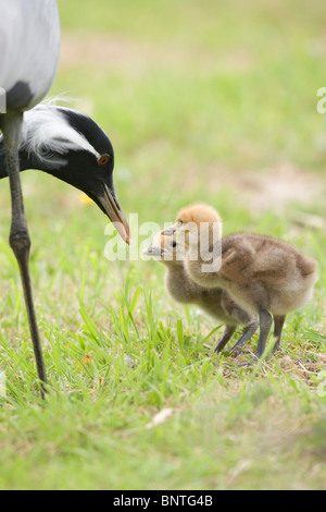 Demoiselle Kräne (Anthropoides Virgo). Die Eltern füttern Eintagsküken. Stockfoto