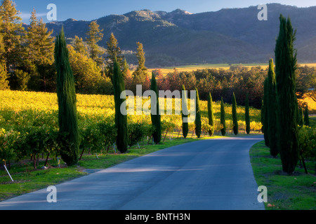 Von Bäumen gesäumten Laufwerk mit farbigen Herbst Weinberg. Castello di Amorosa. Napa Valley, Kalifornien. Eigentum freigegeben Stockfoto