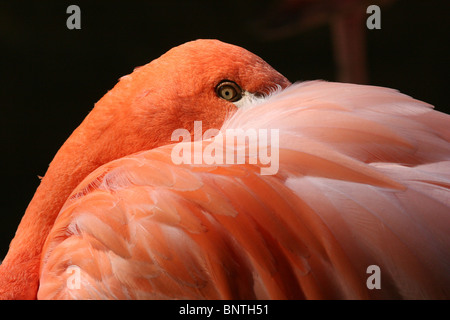 Rote flamingo Stockfoto
