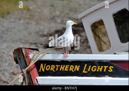 Silbermöwe hocken auf Fischtrawler "Northern Lights" im Hafen von Ullapool. Ullapool, Ross und Cromarty, Schottland, Großbritannien Stockfoto
