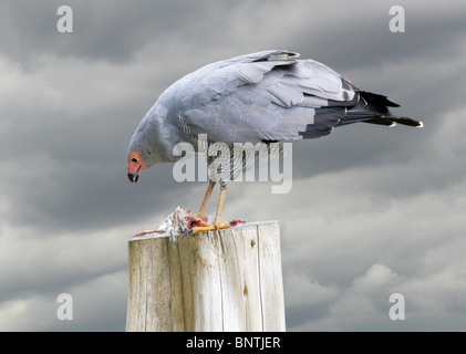 Afrikanische Harrier Hawk, Gymnogene, Polyboroides Typus, Accipitridae, Accipitriformes. Afrika südlich der Sahara. Stockfoto