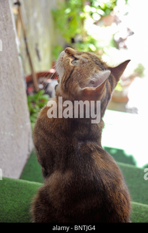 Lustige Tiere junge Katzen Katze starrte und sehr aufmerksam Stockfoto