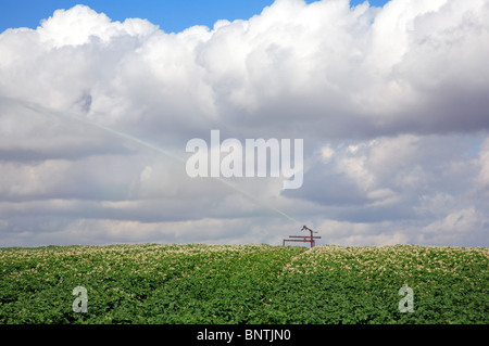 Ein Feld von Kartoffeln mit Bewässerung läuft auf einem East Anglian Bauernhof. Stockfoto