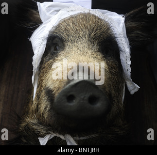 Hog-Kopf Stockfoto