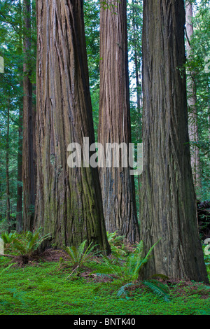 Redwood-Bäume im Humboldt Redwoods State Park in Nord-Kalifornien Stockfoto