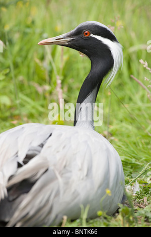 Demoiselle Kran (Anthropoides Virgo). Weibchen im Nest mit Eiern. Stockfoto