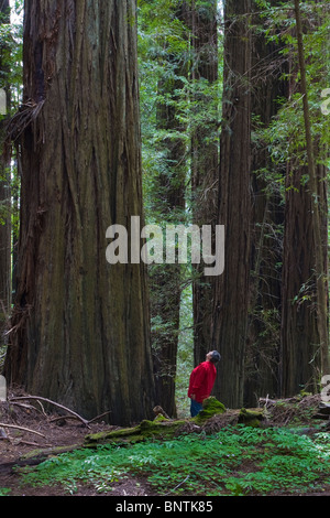 Frau in rot blickte Redwood-Bäume im Humboldt Redwoods State Park in Nord-Kalifornien Stockfoto