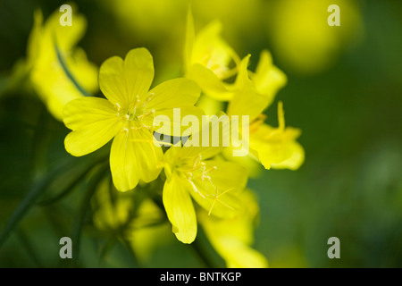 Cluster von gelben Blumen der Gemeinsamen Nachtkerze (Oenothera biennis) - USA Stockfoto