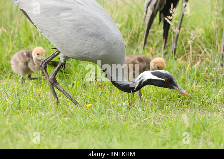 Demoiselle Kräne (Anthropoides Virgo). Übergeordnete stalking Insekten zu begleitende Jungen zu füttern. Stockfoto